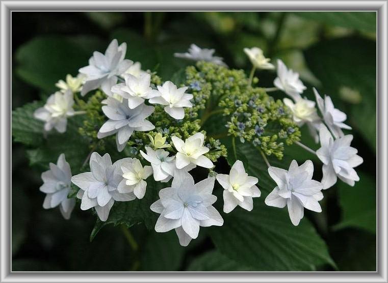 洒落っけある名前のアジサイ スミダノハナビ 墨田の花火 花々のよもやま話