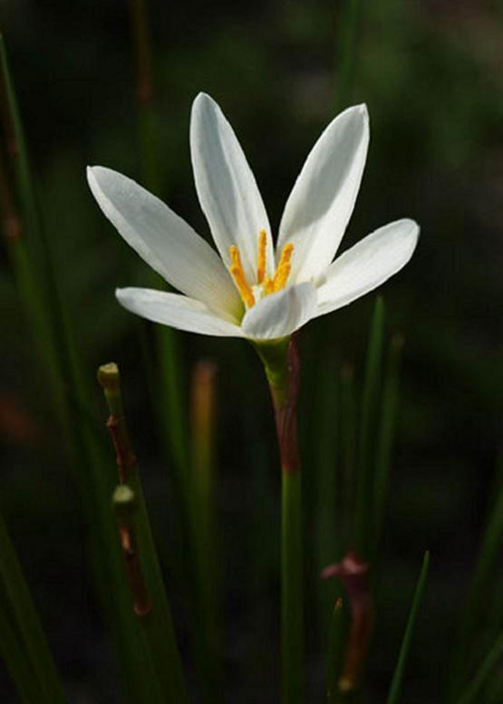 凛とした白い花 タマスダレ 玉 簾 花々のよもやま話