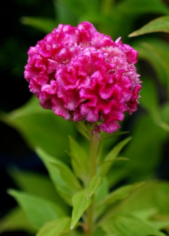 鶏冠の形をした花 ケイトウ 鶏 頭 花々のよもやま話