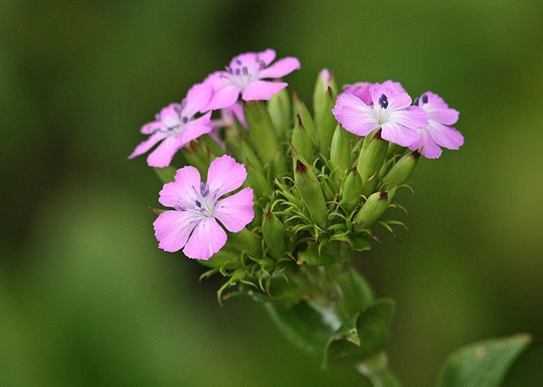 綺麗な可愛い ハマナデシコ (浜撫子): 花々のよもやま話