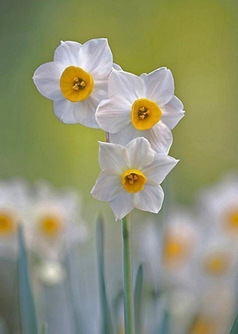 上品な香りが春を呼ぶ花 ニホンスイセン 日本水仙 花々のよもやま話