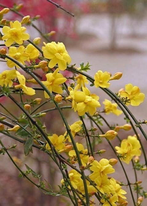 迎春花 オウバイ 黄 梅 花々のよもやま話