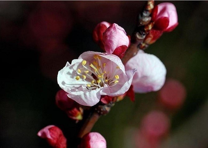 花がウメ 梅 に似た アンズ 杏 花々のよもやま話