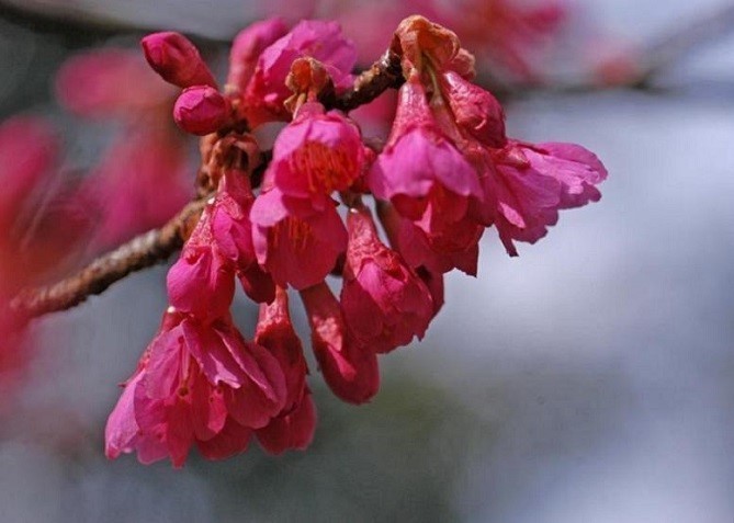 釣鐘状に咲く変わったサクラ 桜 カンヒザクラ 寒緋桜 花々のよもやま話