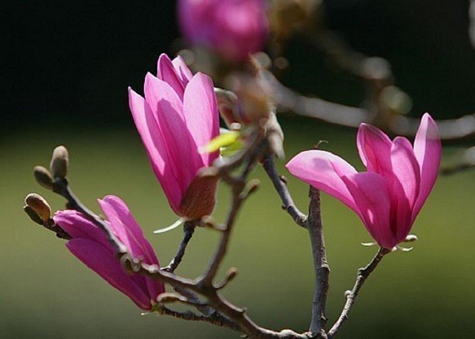 世界でもポピュラーな花 シモクレン 紫木蓮 花々のよもやま話