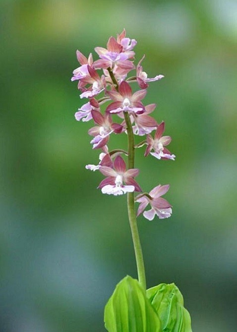 弥勒花 エビネ 海老根 花々のよもやま話