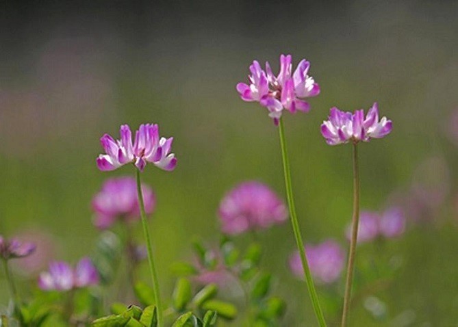 幼い頃を思い出す レンゲソウ 蓮華草 花々のよもやま話