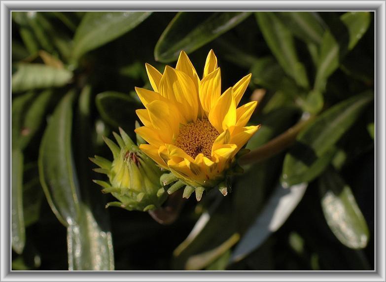 ガザニア Gazania 花々のよもやま話