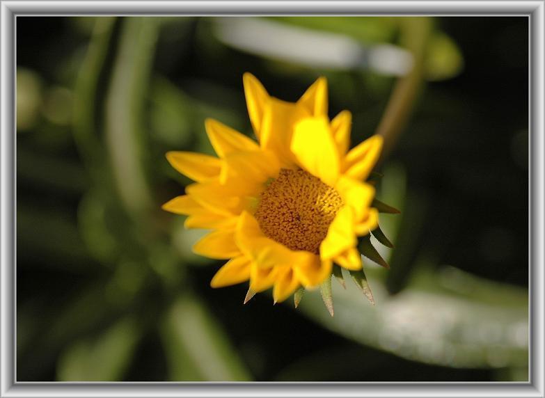 ガザニア Gazania 花々のよもやま話