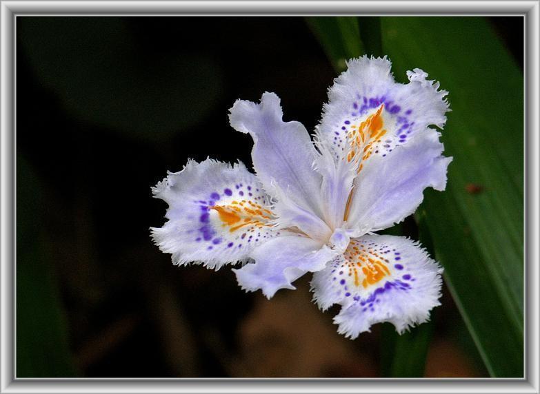 シャガ 射干 菖蒲に似た花 花々のよもやま話