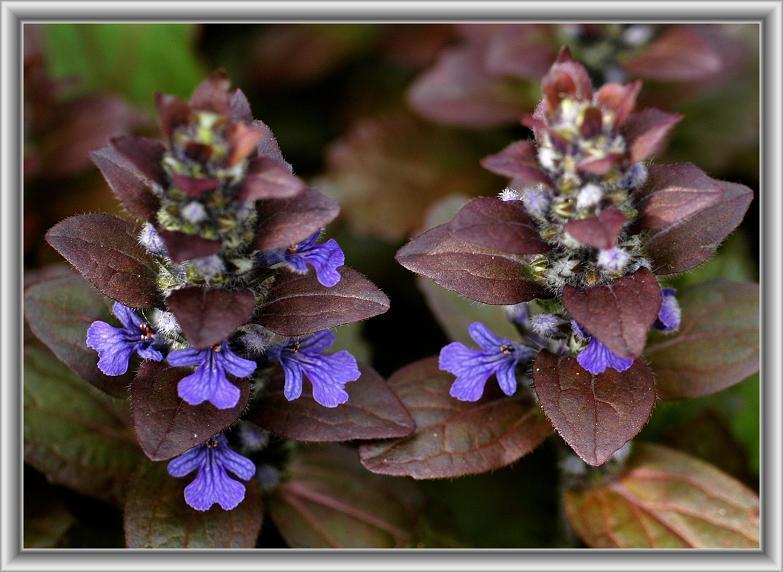ジュウニヒトエ 十二単 薄青紫色の花が重なって 花々のよもやま話