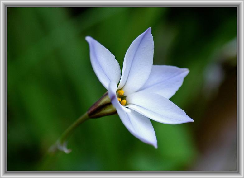 オオニワゼキショウ 大庭石菖 薄い青紫色の花 花々のよもやま話