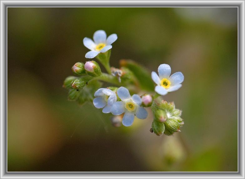 キュウリグサ 胡瓜草 小さく健気に咲く 花々のよもやま話