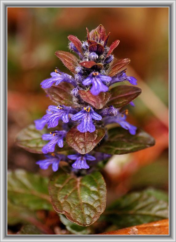 キランソウ 金瘡小草 地獄の釜の蓋と呼ばれる花 花々のよもやま話