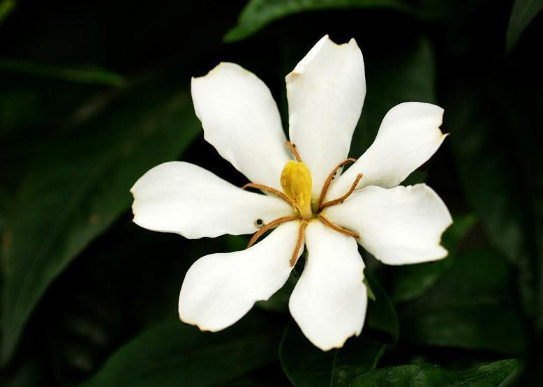 ウズアジサイ 渦紫陽花 花々のよもやま話