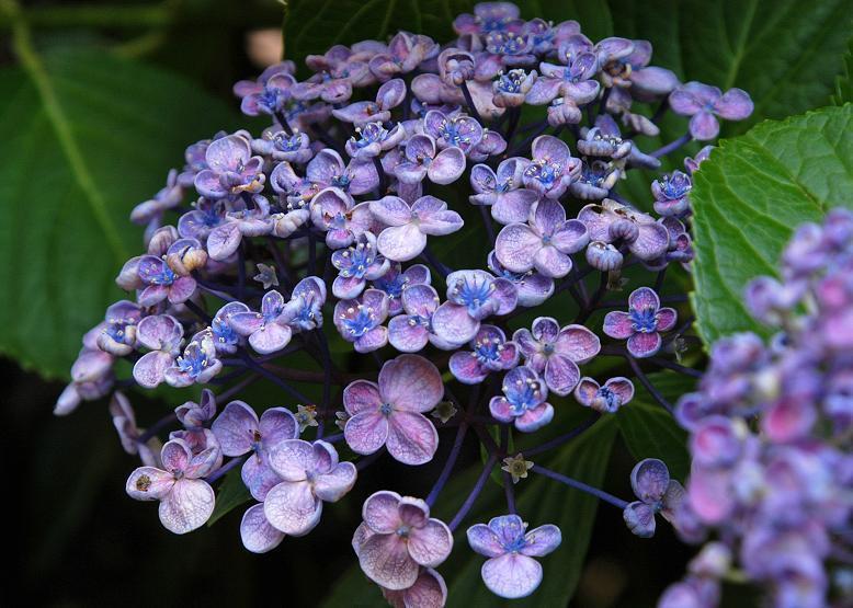 ウズアジサイ 渦紫陽花 花々のよもやま話