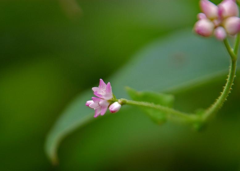 ママコノシリヌグイ 継子の尻拭い 花々のよもやま話