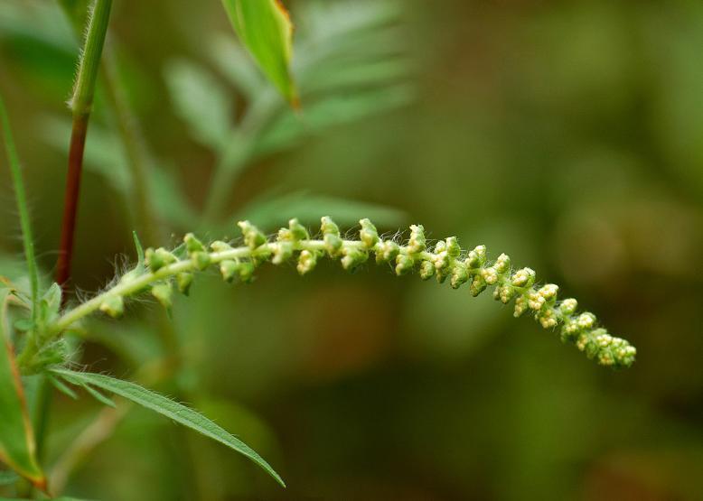 ブタクサ 豚 草 花々のよもやま話