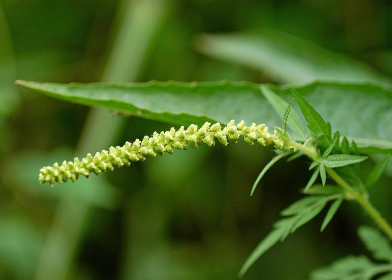 ブタクサ 豚 草 花々のよもやま話