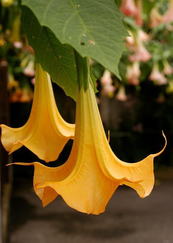 キダチチョウセンアサガオ 木立朝鮮朝顔 花々のよもやま話