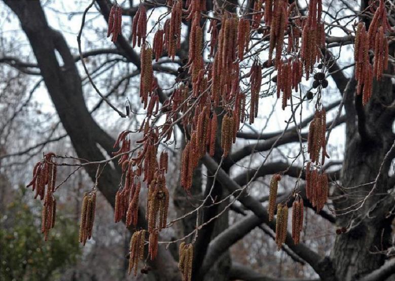 ハンノキの実 榛の木 花々のよもやま話