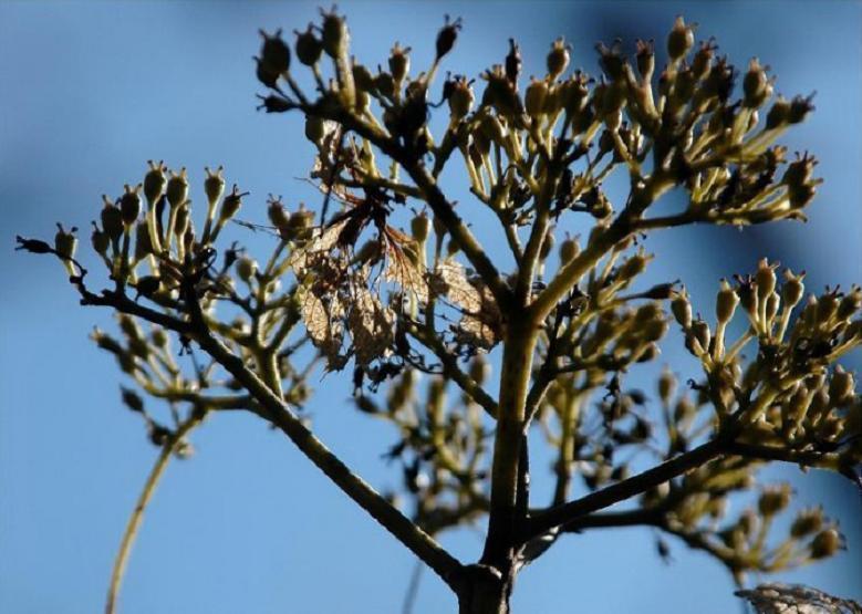 枯れアジサイ 紫陽花 花々のよもやま話