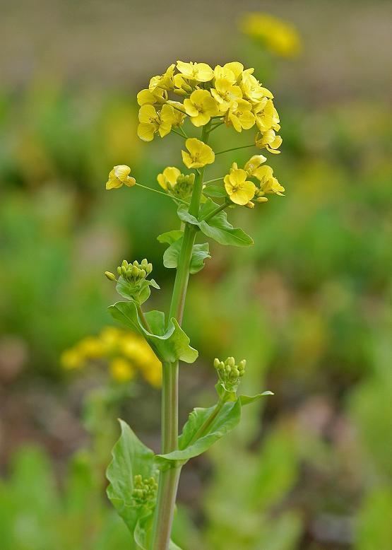 スズナ 菘 花々のよもやま話