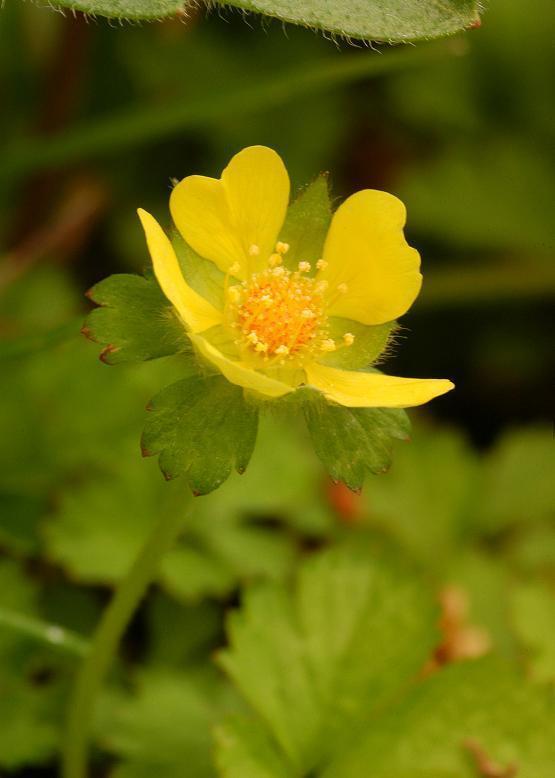 ヤブヘビイチゴ 薮蛇苺 花々のよもやま話