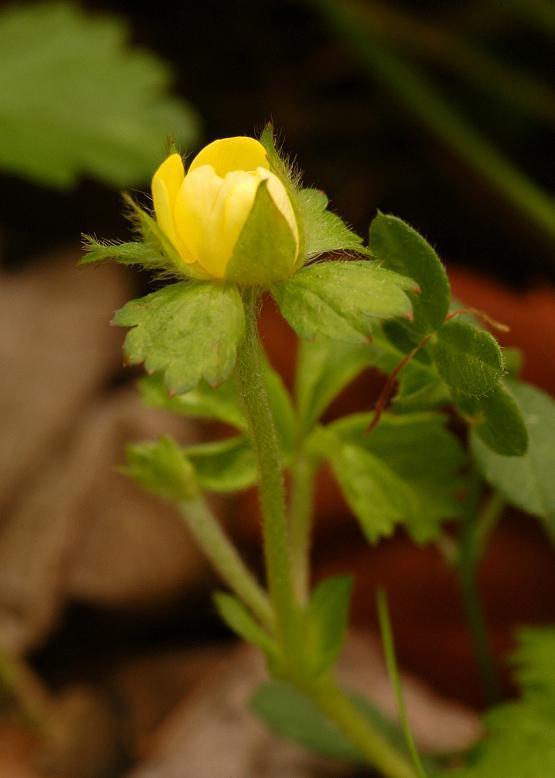 ヤブヘビイチゴ 薮蛇苺 花々のよもやま話