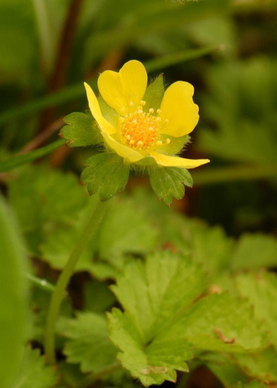 ヤブヘビイチゴ 薮蛇苺 花々のよもやま話