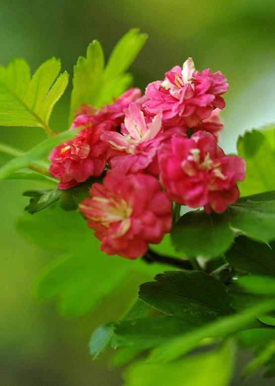 アカバナサンザシ 赤花山査子 花々のよもやま話