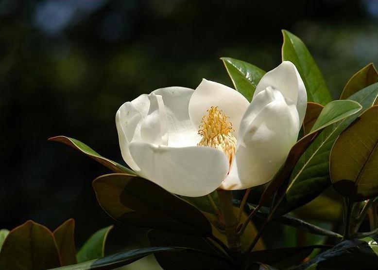 タイサンボク 泰山木 花々のよもやま話