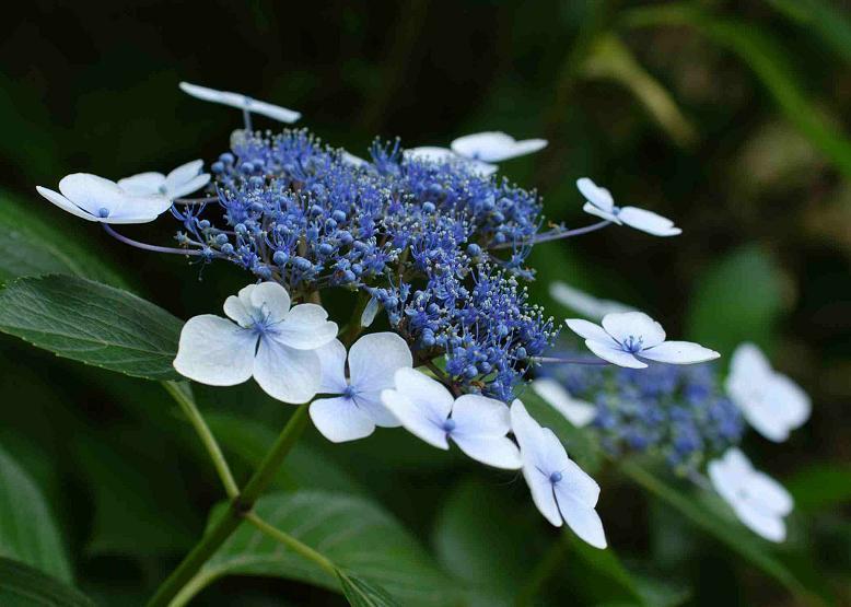 ガクアジサイ 額紫陽花 花々のよもやま話