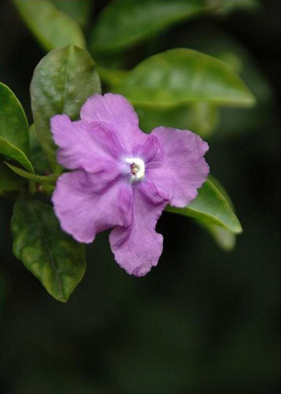 バンマツリ 蕃茉莉 花々のよもやま話