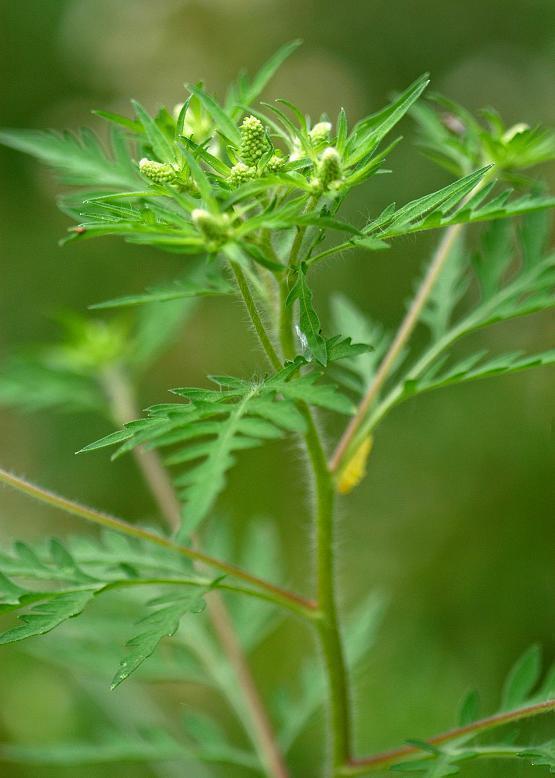 ブタクサ 豚 草 花々のよもやま話