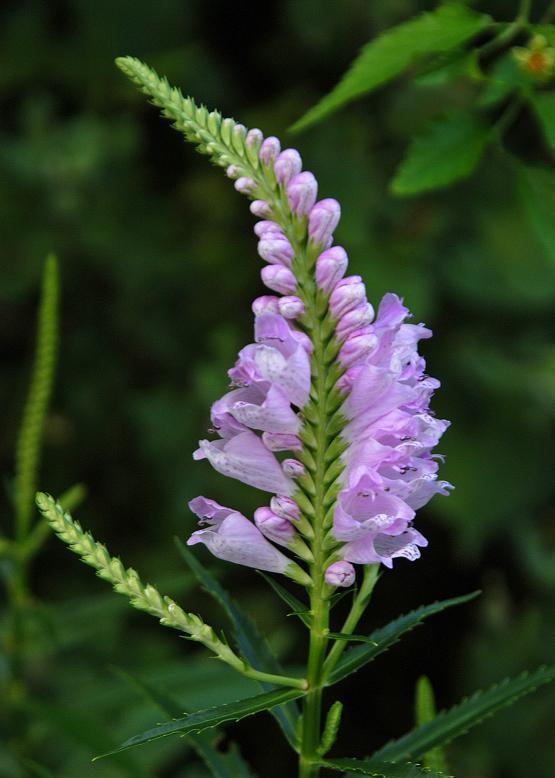 ハナトラノオ 花虎の尾 花々のよもやま話