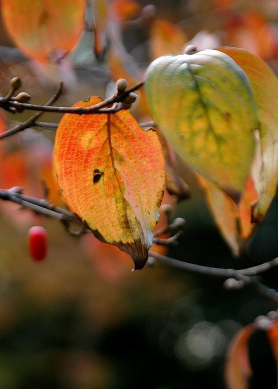 紅葉 サンシュユ 山茱萸 花々のよもやま話