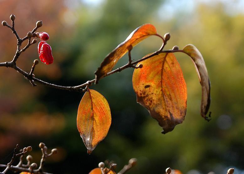 紅葉 サンシュユ 山茱萸 花々のよもやま話