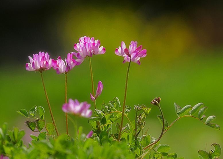 レンゲソウ 蓮華草 花々のよもやま話