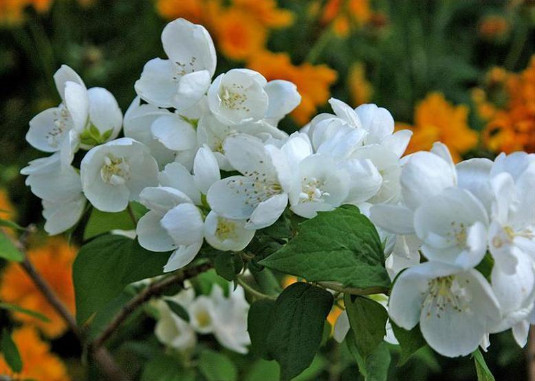 バイカウツギ 梅花空木 花々のよもやま話