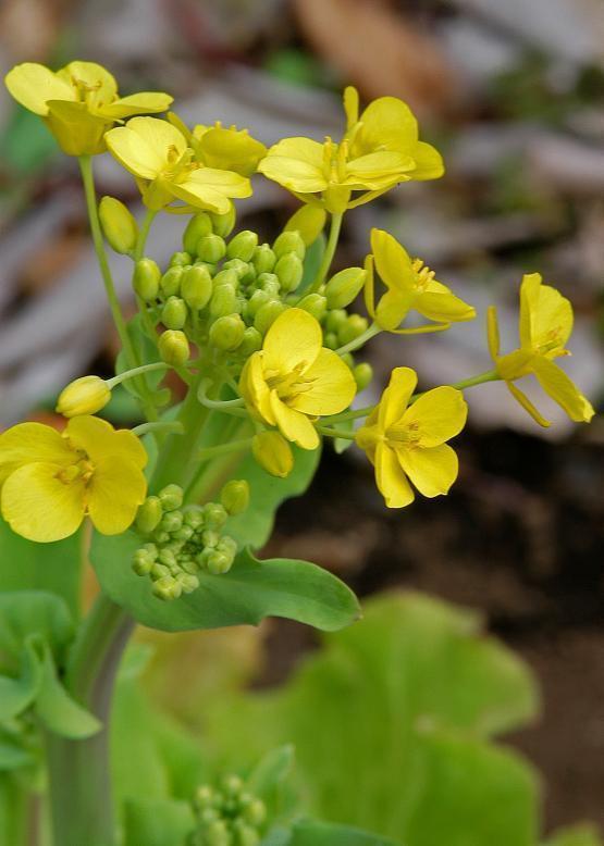 スズナ 菘 花々のよもやま話