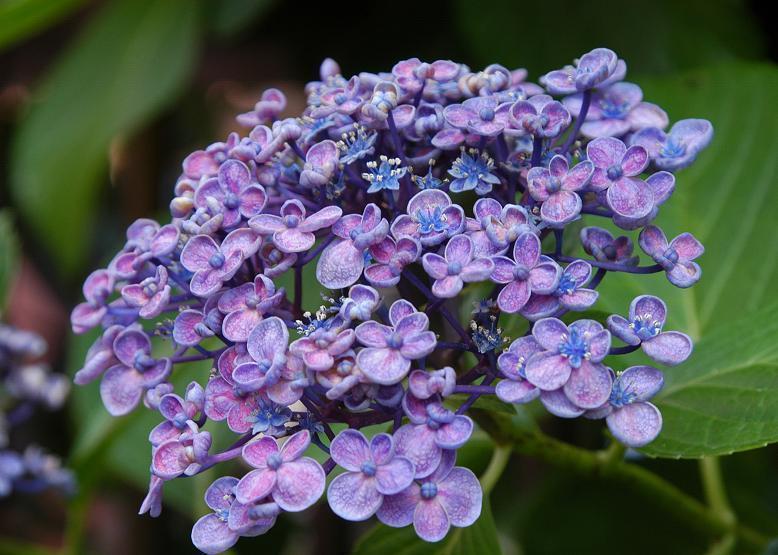 ウズアジサイ 渦紫陽花 花々のよもやま話