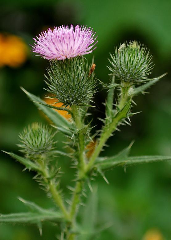 アメリカオニアザミ 亜米利加鬼薊 花々のよもやま話