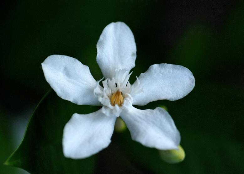 セイロン ライティア Ceylon ｗrightia 花々のよもやま話