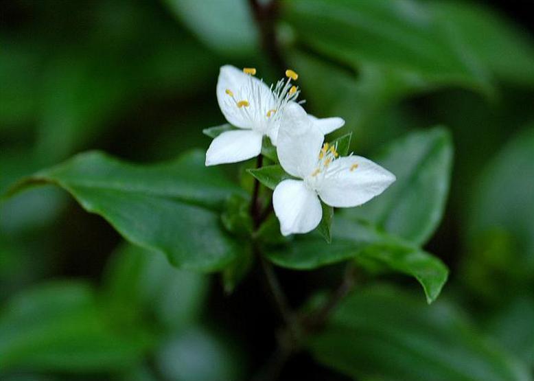 トキワツユクサ 常磐露草 花々のよもやま話