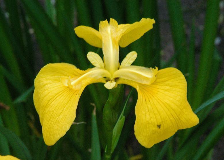 キショウブ 黄菖蒲 花々のよもやま話