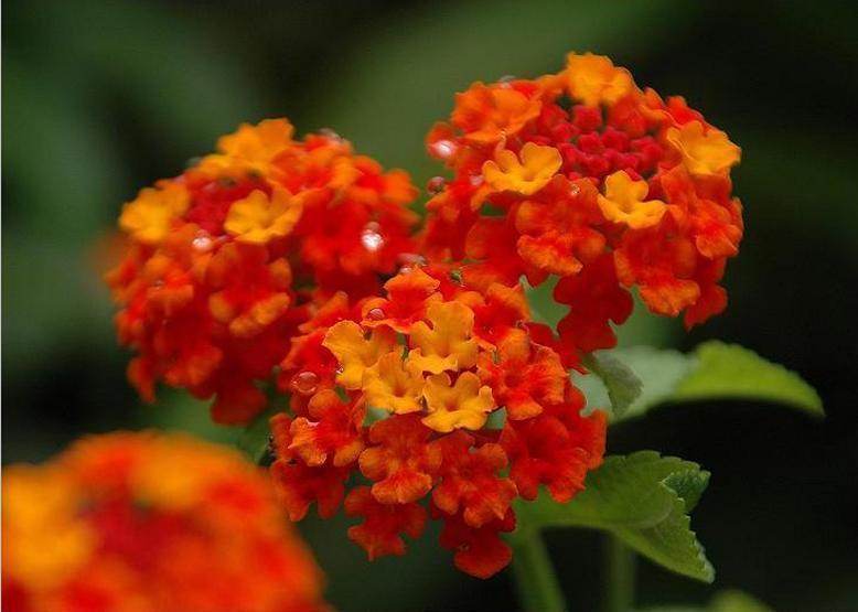 ランタナ Lantana 花々のよもやま話