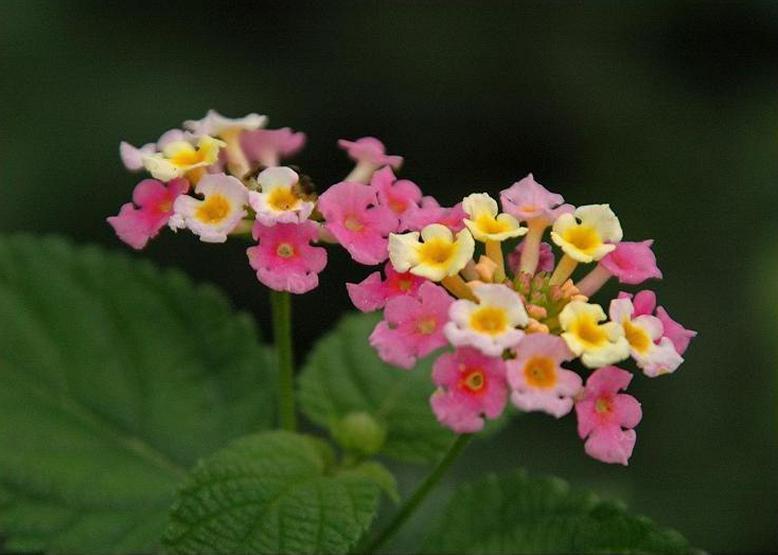 ランタナ Lantana 花々のよもやま話