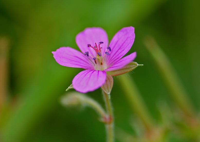 アカバナゲンノショウコ 赤花現の証拠 花々のよもやま話