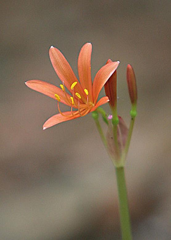 キツネノカミソリ 狐の剃刀 花々のよもやま話